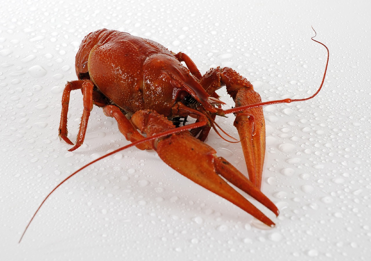 aperitiv cu cascaval si sunca