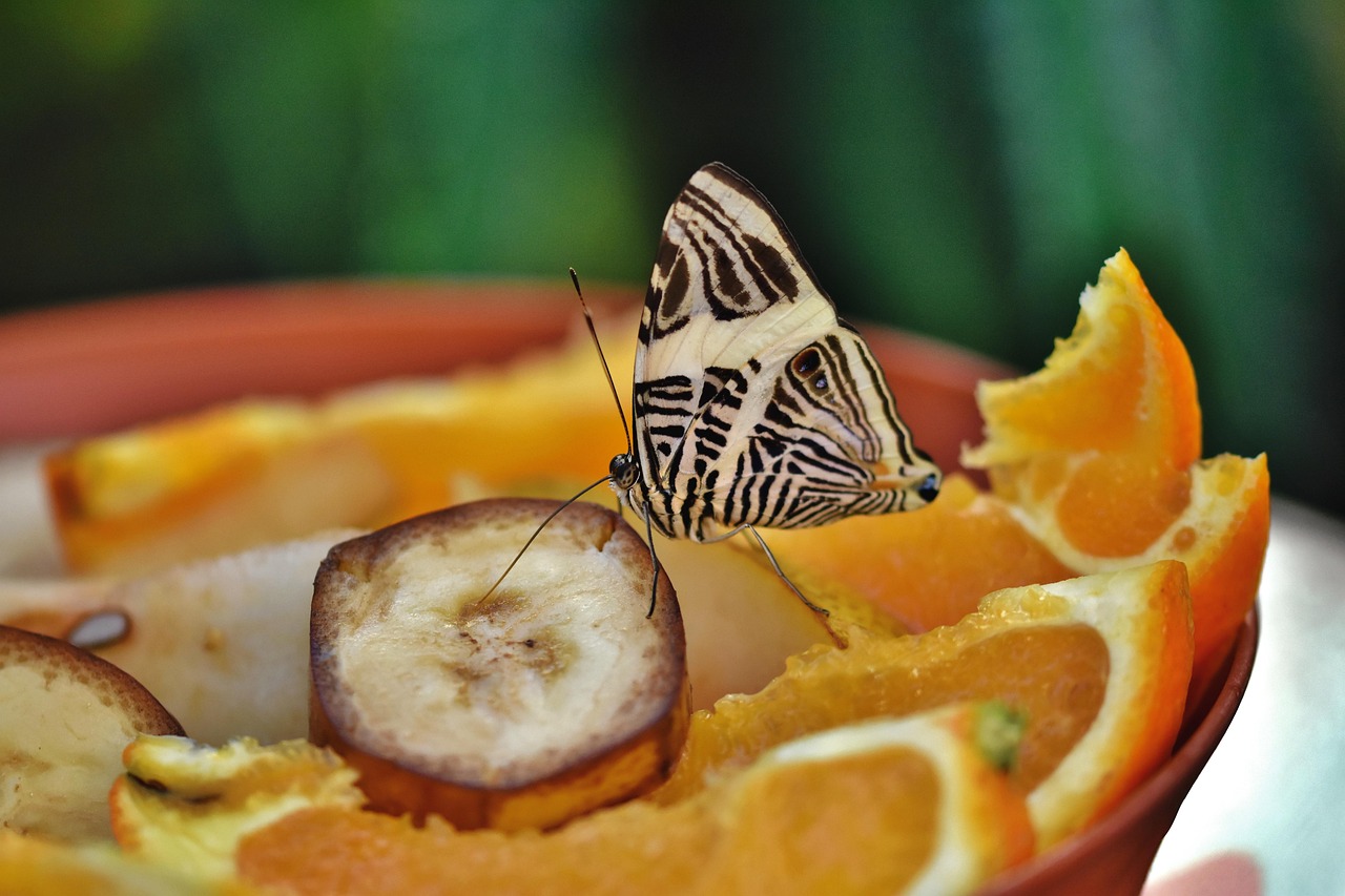 cat dureaza sa pui gene fir cu fir