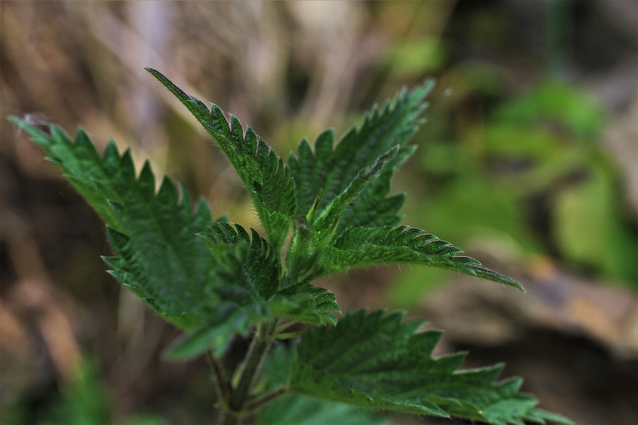 dupa cat timp creste parul dupa epilare cu ceara