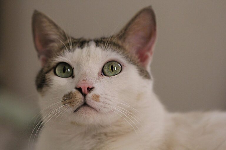 cat timp este contagioasa pneumonia
