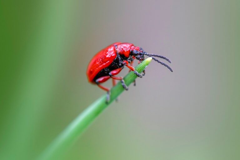 cum scap de plosnite