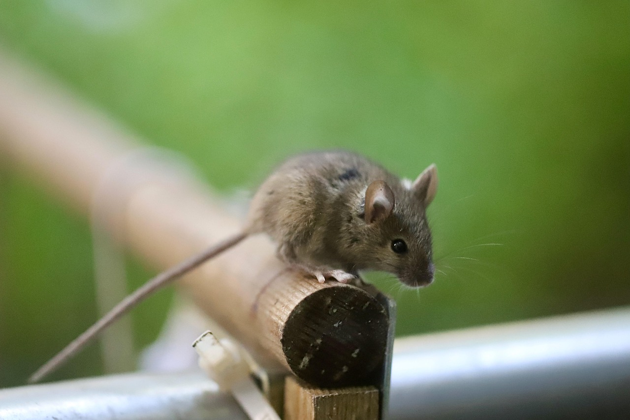 cum scap de sobolani